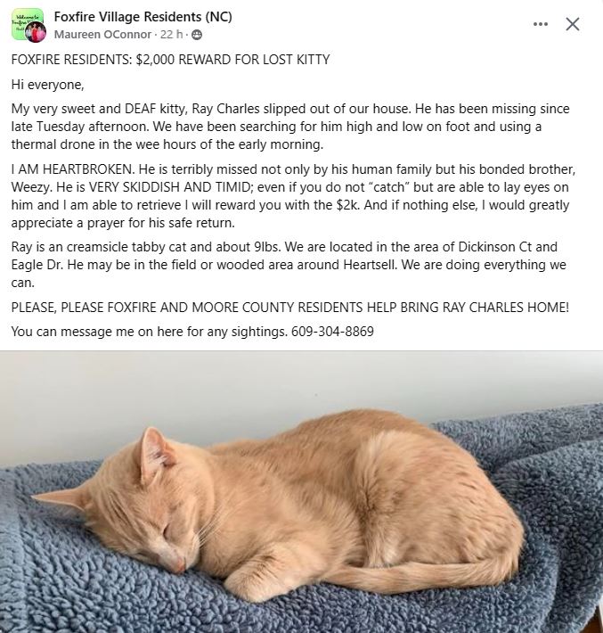 Missing Kitty Update