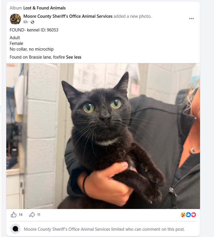 Foxfire Cat Found Brassie Lane