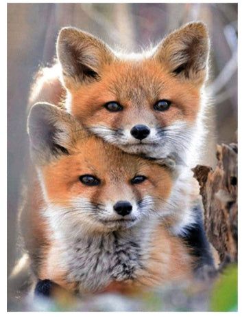 Foxfire’s Fall Vendor Fair Is Coming!