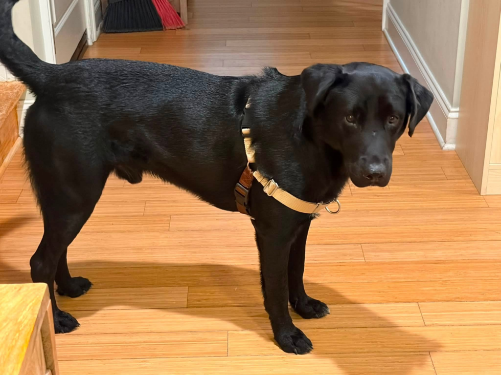 Found Dog – Foxfire Ridge Road